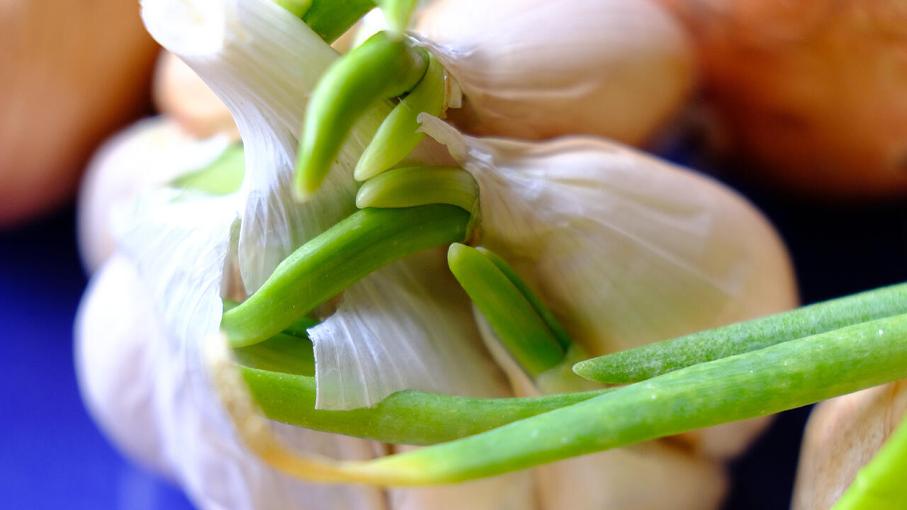 Keimender Knoblauch sieht ungewohnt aus, kann aber problemlos weiterverarbeitet werden. Keimender Knoblauch sieht ungewohnt aus, kann aber problemlos weiterverarbeitet werden.