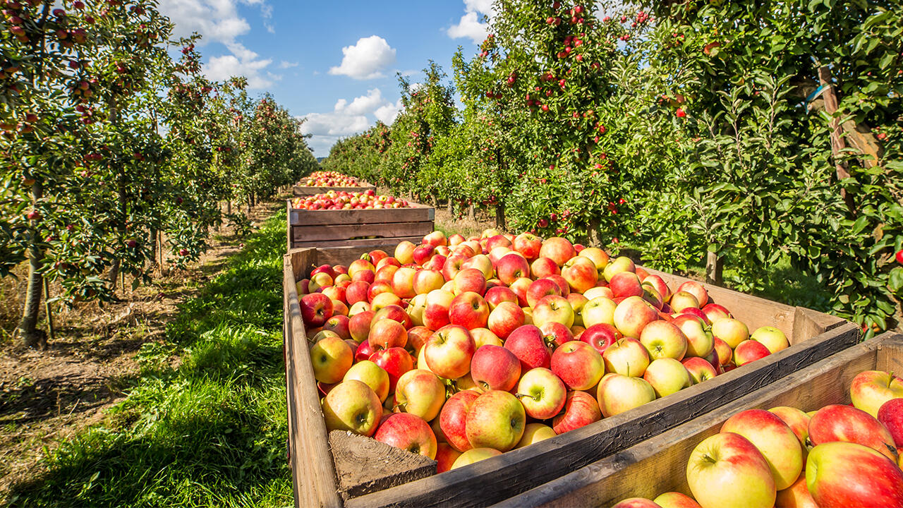 Apfelsaft punktet mit kurzen Transportwegen: Alle Hersteller von naturtrüben Apfelsäften im Test beziehen ihre Früchte aus Europa, manche sogar aus der Region. Apfelsaft punktet mit kurzen Transportwegen: Alle Hersteller von naturtrüben Apfelsäften im Test beziehen ihre Früchte aus Europa, manche sogar aus der Region.