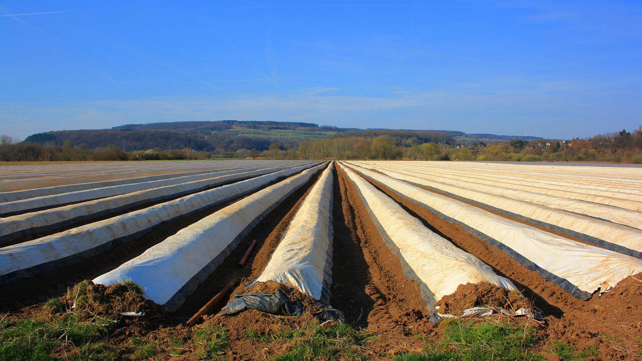 Wird der Spargel auf dem Feld abgedeckt, kann früher geerntet werden. Wird der Spargel auf dem Feld abgedeckt, kann früher geerntet werden.