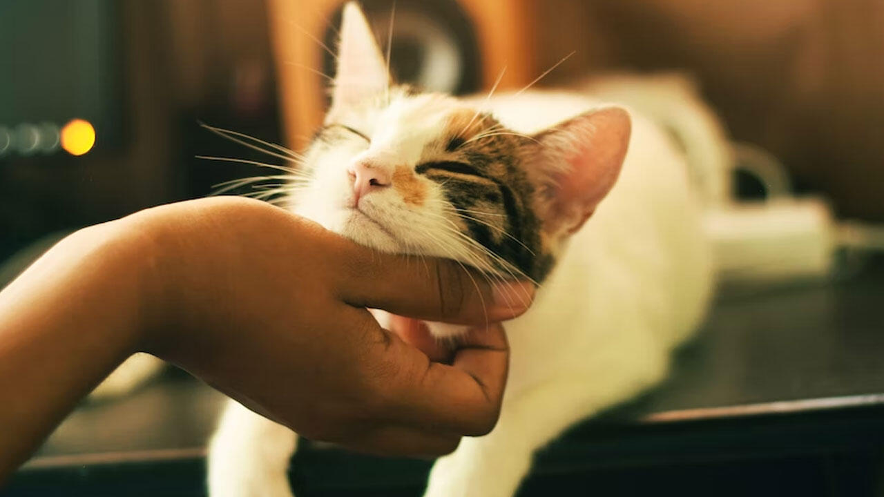 Damit Katzen sich wohlfühlen, sollten sie das richtige Futter bekommen und genügend trinken. Damit Katzen sich wohlfühlen, sollten sie das richtige Futter bekommen und genügend trinken.