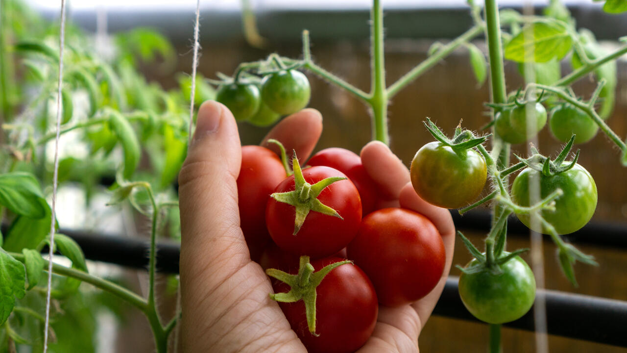 Tomaten können problemlos in Kübeln oder Balkonkästen gezüchtet werden. Tomaten können problemlos in Kübeln oder Balkonkästen gezüchtet werden.