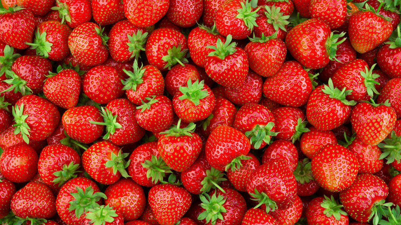 Am einfachsten kann man Erdbeeren in einem Gefrierbeutel einfrieren. Am einfachsten kann man Erdbeeren in einem Gefrierbeutel einfrieren.