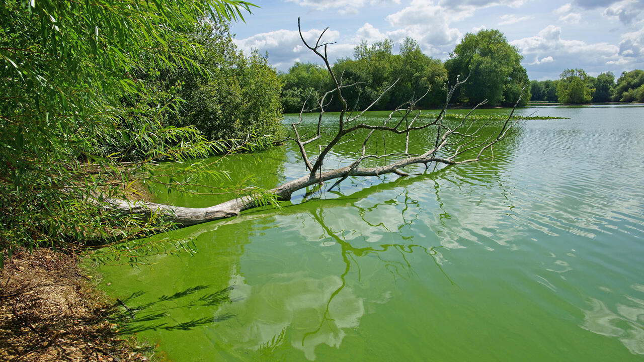 Gewässer können im Sommer durch Blaualgen zur Gefahr werden.