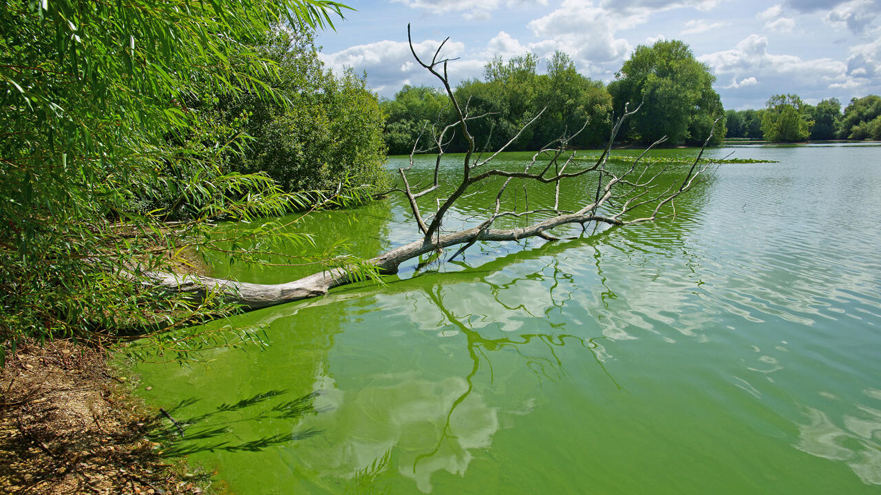Gewässer können im Sommer durch Blaualgen zur Gefahr werden. Gewässer können im Sommer durch Blaualgen zur Gefahr werden.