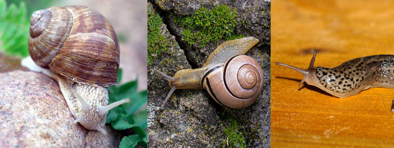 Von links nach rechts: Weinbergschnecke, Bänderschnecke und Tigerschnegel richten keine nennenswerten Schäden an.