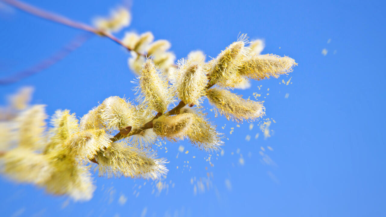 Blühende Bäume und Sträucher sehen schön aus, bedeuten für Allergiker aber viel Stress. Blühende Bäume und Sträucher sehen schön aus, bedeuten für Allergiker aber viel Stress.