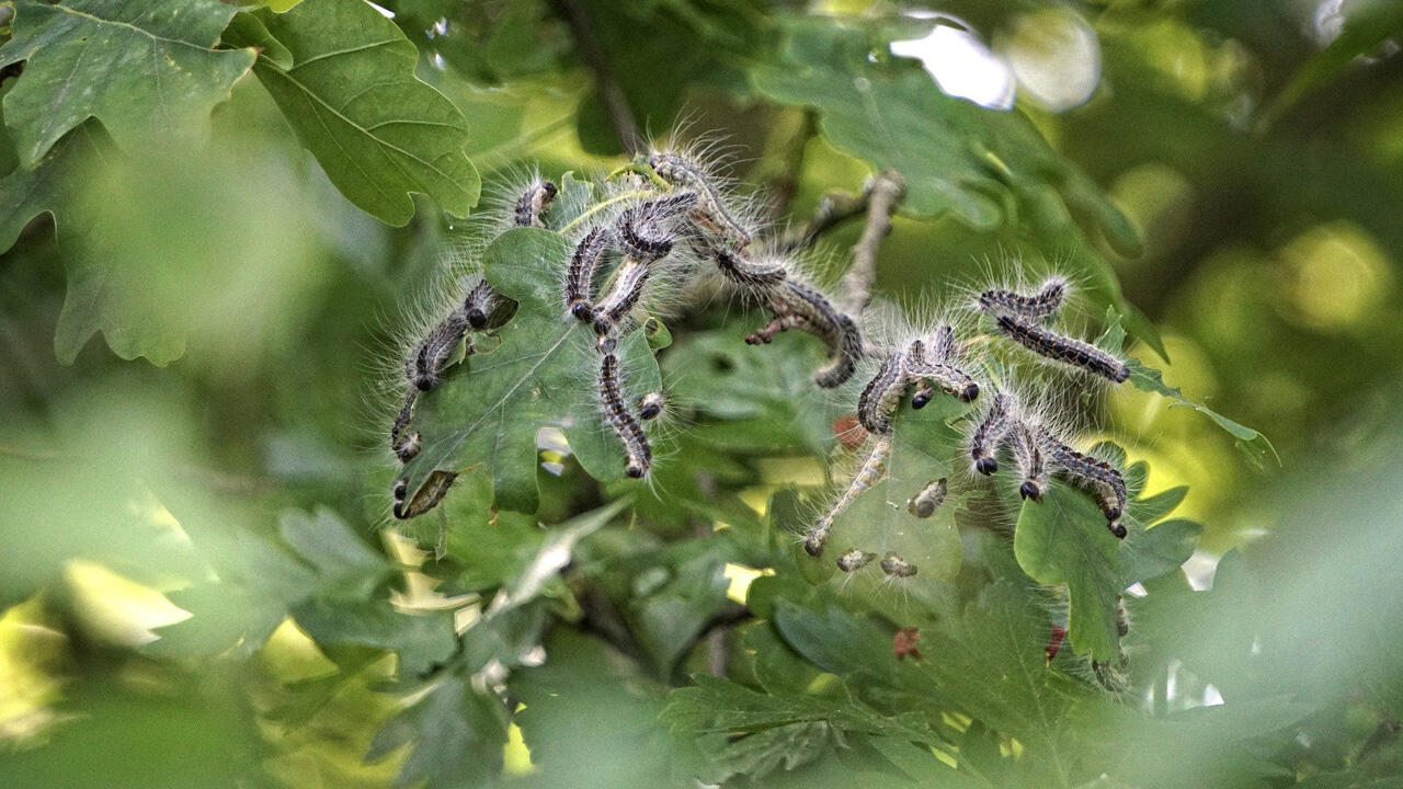 Eichenprozessionsspinner sind eine Gefahr für Wald und Mensch Eichenprozessionsspinner sind eine Gefahr für Wald und Mensch