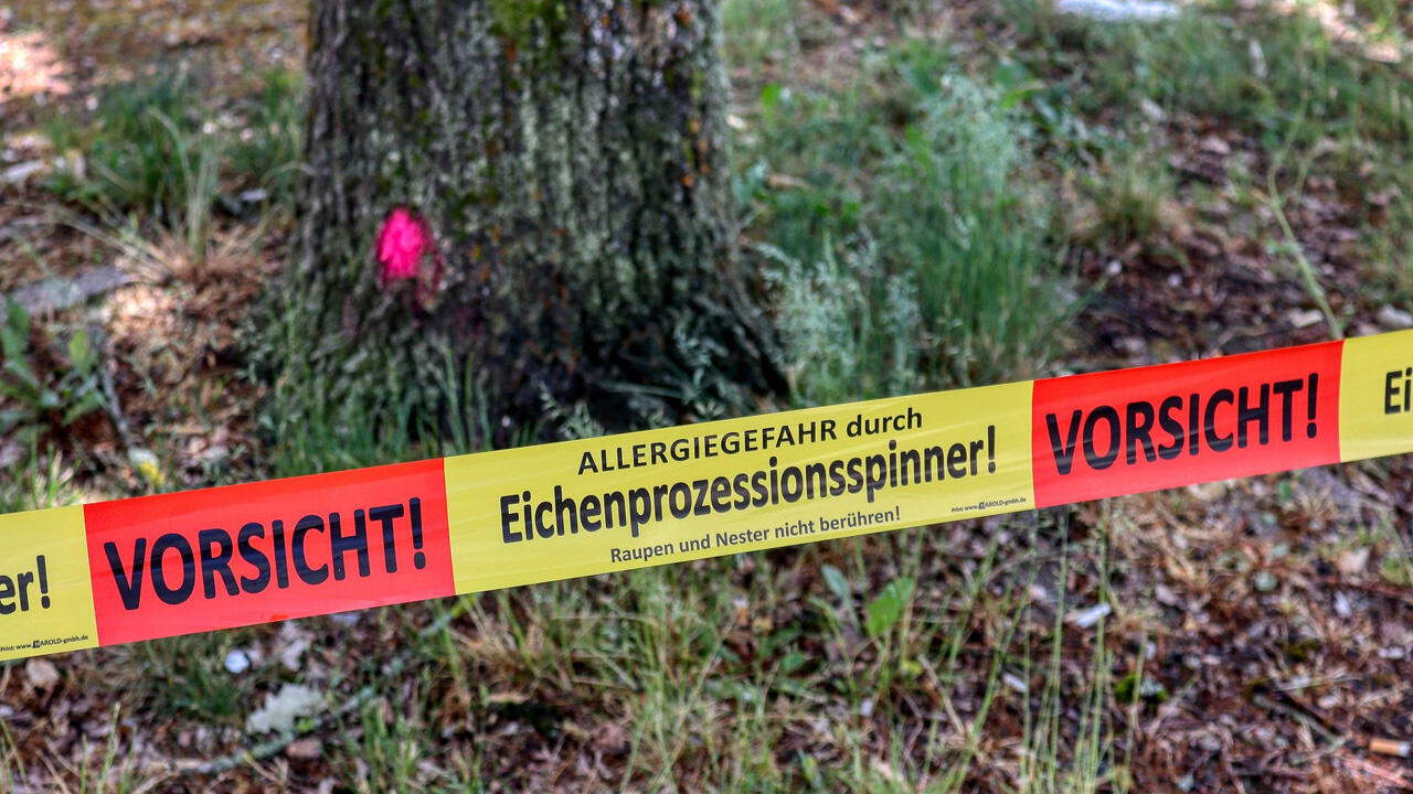 Warnung vor Eichenprozessionsspinnern: Im Juni ist die Gefahr am größten