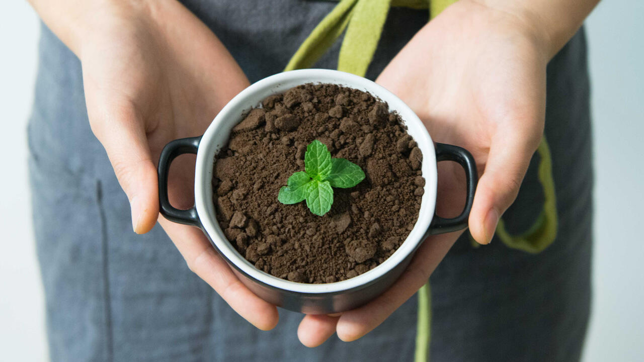 Kaffeesatz als natürlicher Dünger Kaffeesatz als natürlicher Dünger