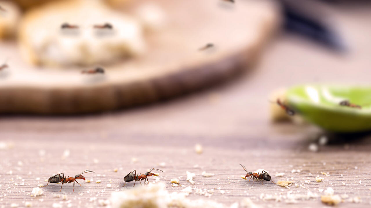 Für Menschen sind Ameisen ungefährlich. Mit einigen einfachen Hausmitteln werden Sie sie allermeist schnell und erfolgreich los. Für Menschen sind Ameisen ungefährlich. Mit einigen einfachen Hausmitteln werden Sie sie allermeist schnell und erfolgreich los.