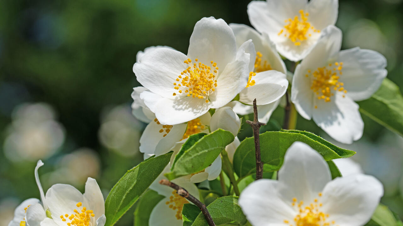 Sommerjasmin wächst auch problemlos auf dem Balkon.