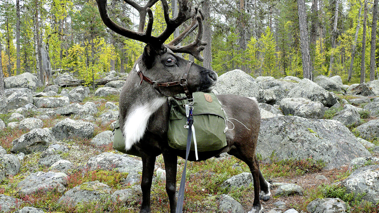 Wandern mit Rentieren ist am Polarkreis möglich.