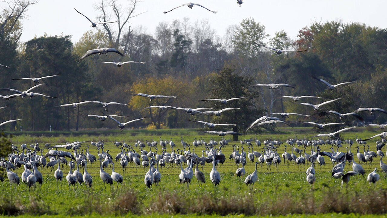 Vögel beobachten im brandenburgischen Havelland.
