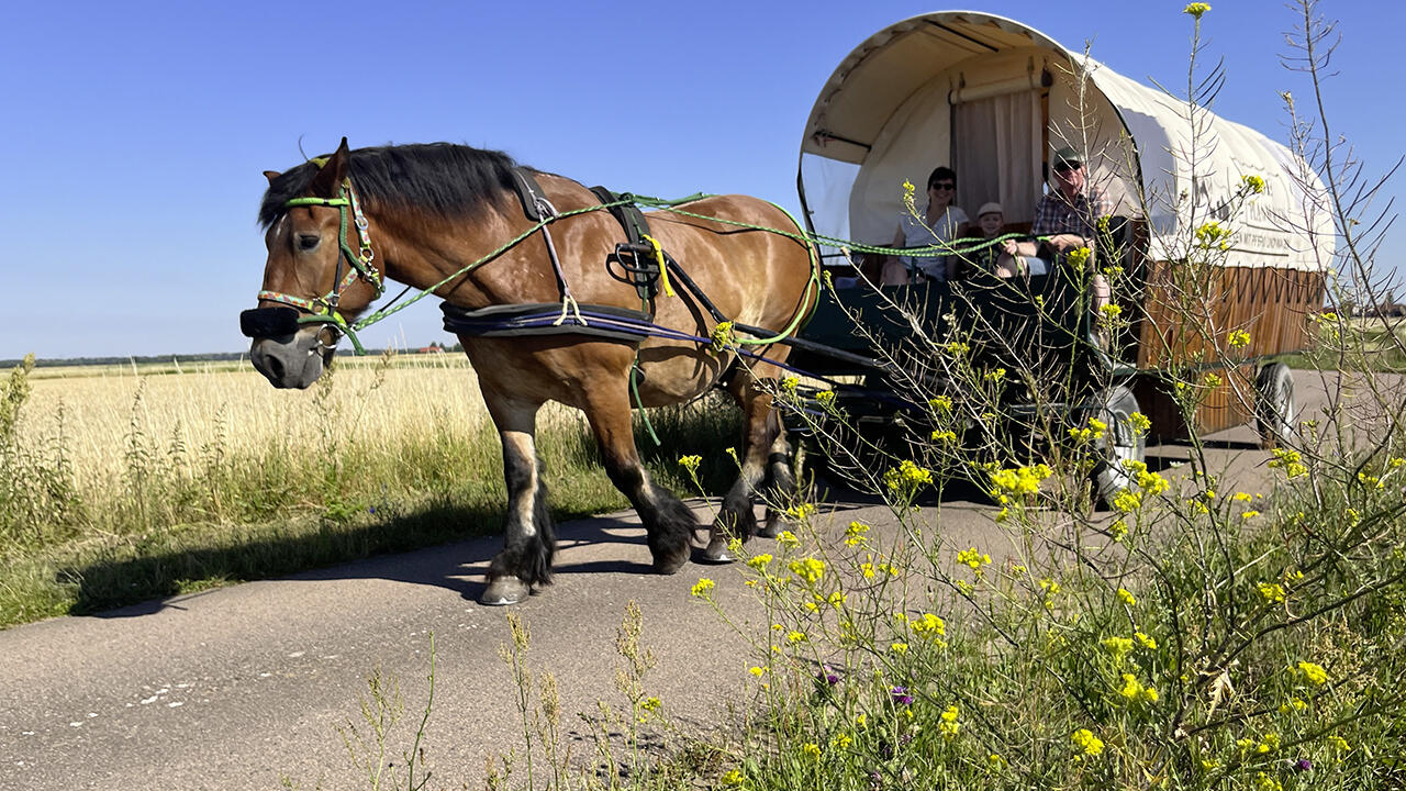 Mit dem Planwagen durch die Natur Sachsen-Anhalts.