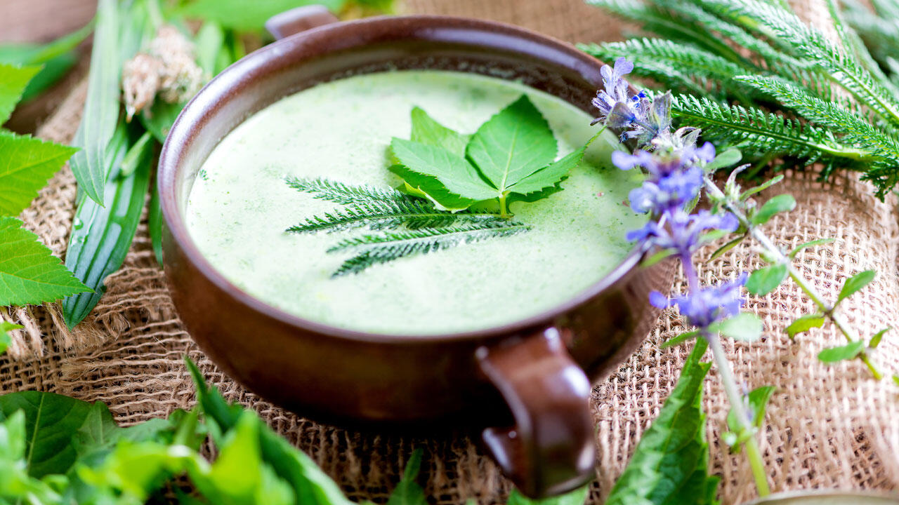 Giersch schmeckt köstlich – zum Beispiel in einer Suppe aus Wildkräutern. Giersch schmeckt köstlich – zum Beispiel in einer Suppe aus Wildkräutern.