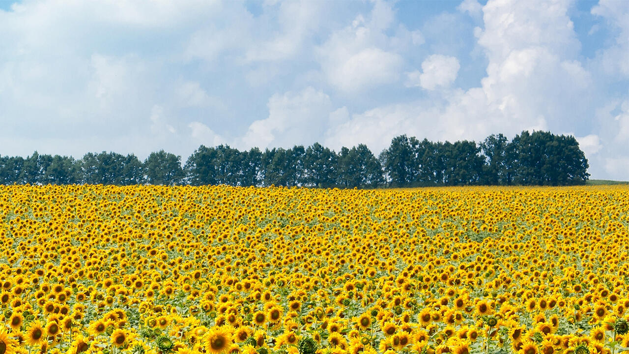 Wir haben insgesamt 20 Sonnenblumenöle überprüft. 