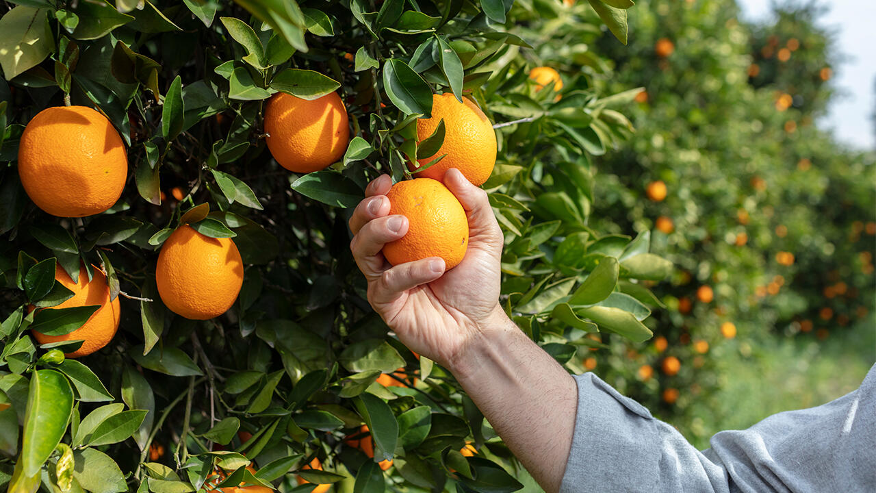 Wie fair sind die Arbeitsbedingungen in den Plantagen? Auch das bewerteten wir in unserem Test. Wie fair sind die Arbeitsbedingungen in den Plantagen? Auch das bewerteten wir in unserem Test.