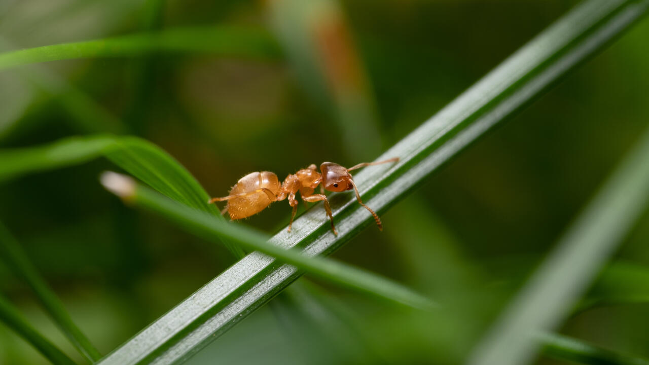 Ameisen im Garten können Sie mit Hausmitteln vertreiben.