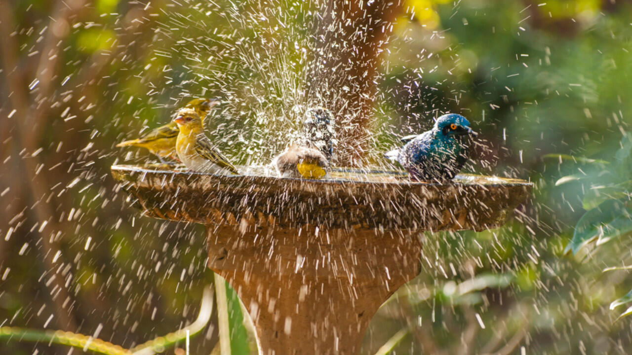 Baden Meisen, Spatzen und Co. in der errichteten Vogeltränke, macht das Zuschauen richtig Spaß.