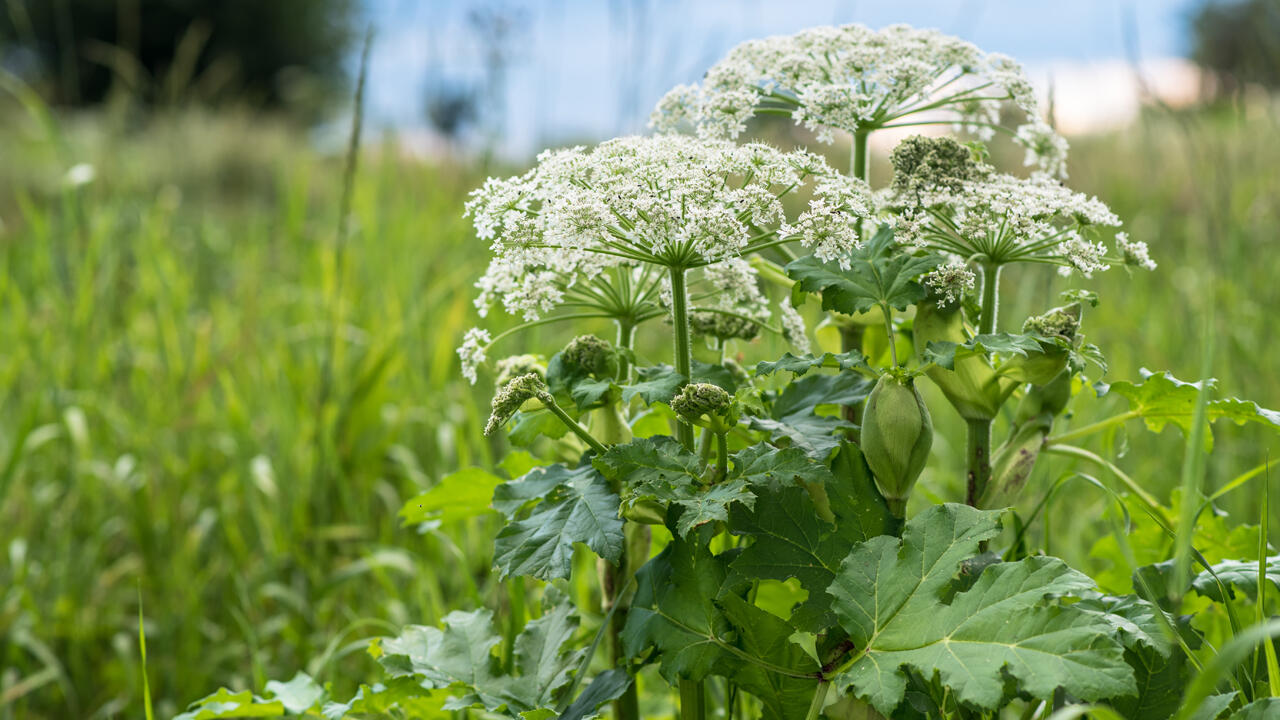 Die invasive Pflanzenart breitet sich im Südwesten aus. Die invasive Pflanzenart breitet sich im Südwesten aus.
