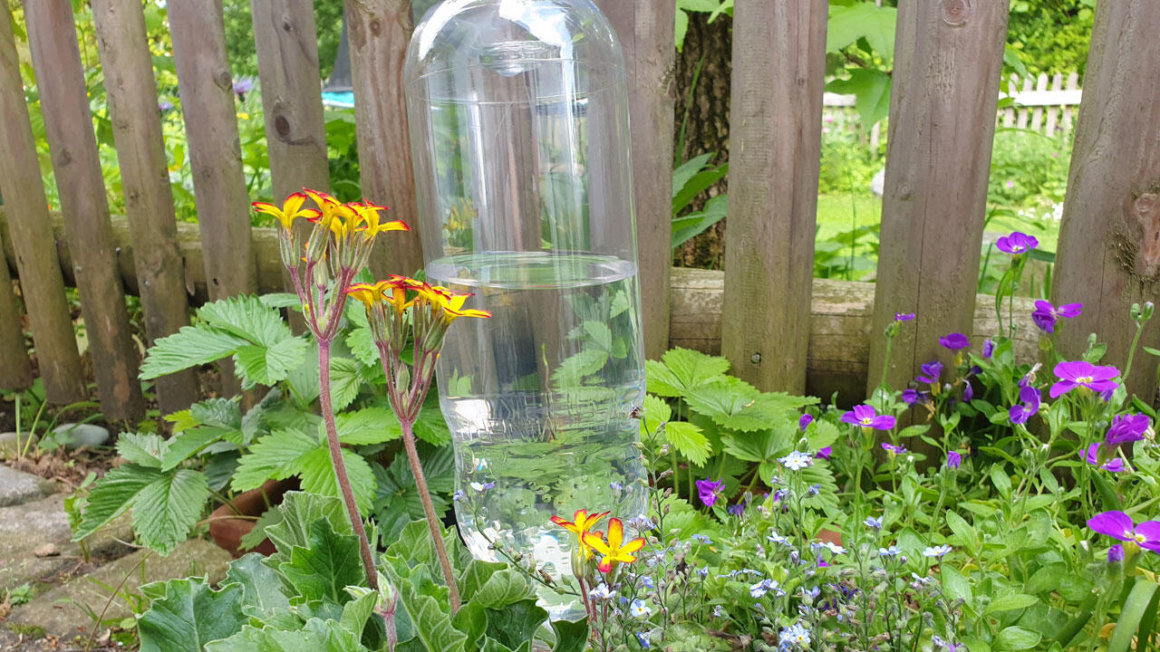  Mithilfe von PET-Flaschen lassen sich Pflanzen bei Abwesenheit bewässern.