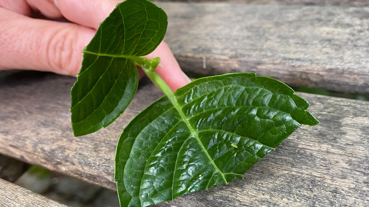 Hortensie vermehren: Halbes Blatt bedeutet doppelte Kraft bei der Wurzelbildung. Hortensie vermehren: Halbes Blatt bedeutet doppelte Kraft bei der Wurzelbildung.