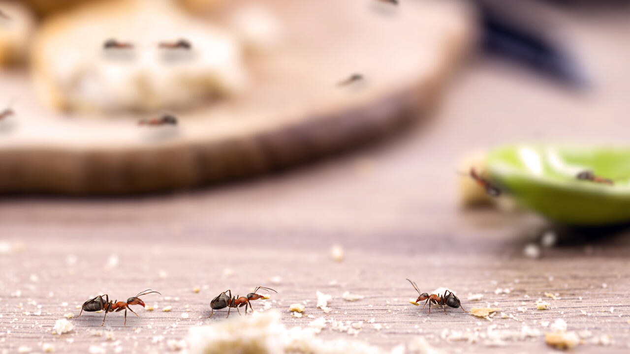 Für Menschen sind Ameisen ungefährlich. Mit einigen einfachen Hausmitteln werden Sie sie allermeist schnell und erfolgreich los.
