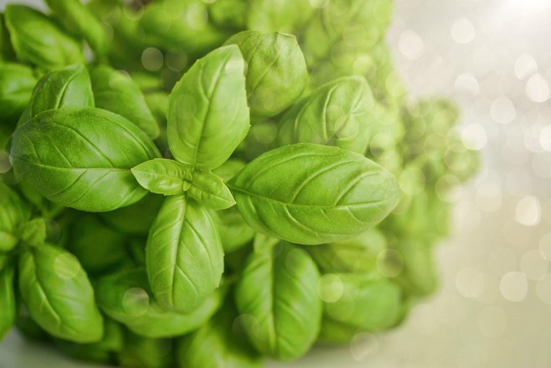 Frischer Basilikum – am besten in Bio-Qualität – ist Hauptbestandteil im grünen Pesto.