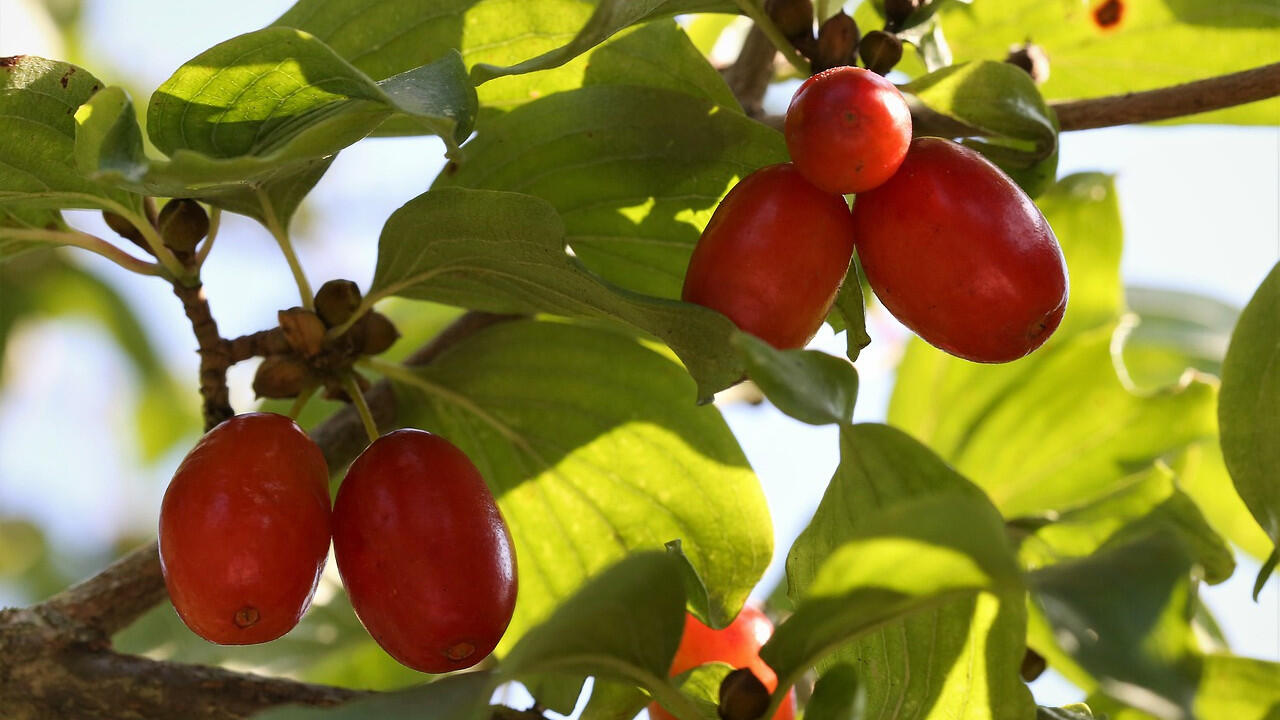 Kornelkirschen gelten als heimisches Superfood, sind jedoch in Vergessenheit geraten. Kornelkirschen gelten als heimisches Superfood, sind jedoch in Vergessenheit geraten.