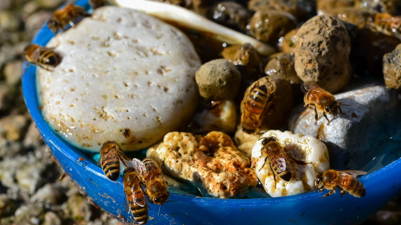 Wassertränke für Insekten: Damit helfen Sie Bienen, Hummeln und Käfern