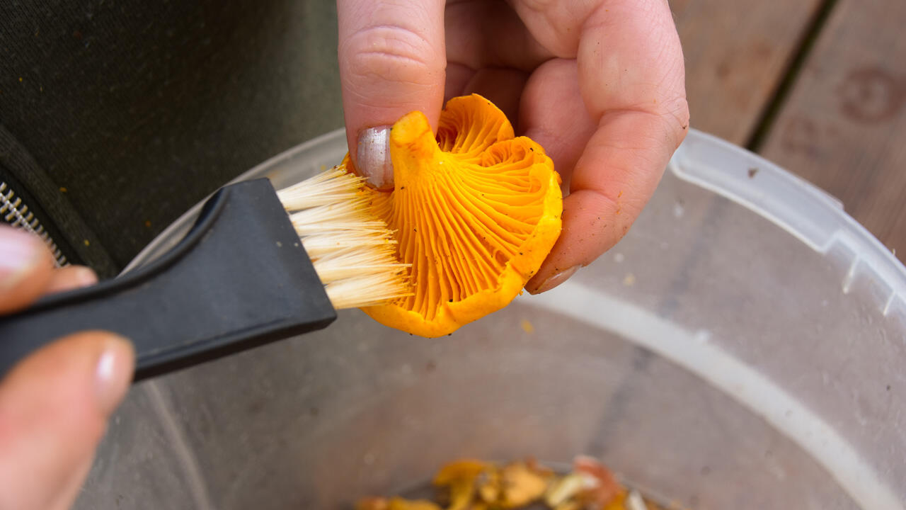 Pfifferlinge lassen sich beispielsweise mit einem Küchenpinseln von Schmutz befreien. Pfifferlinge lassen sich beispielsweise mit einem Küchenpinseln von Schmutz befreien.