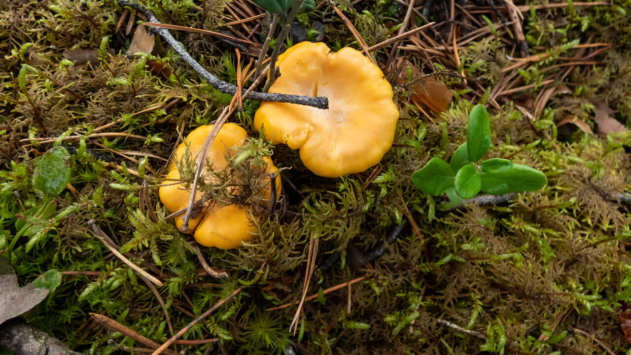Pfifferlinge wachsen im Wald in der Nähe von Fichten, Buchen, Eichen und Kiefern. Pfifferlinge wachsen im Wald in der Nähe von Fichten, Buchen, Eichen und Kiefern.
