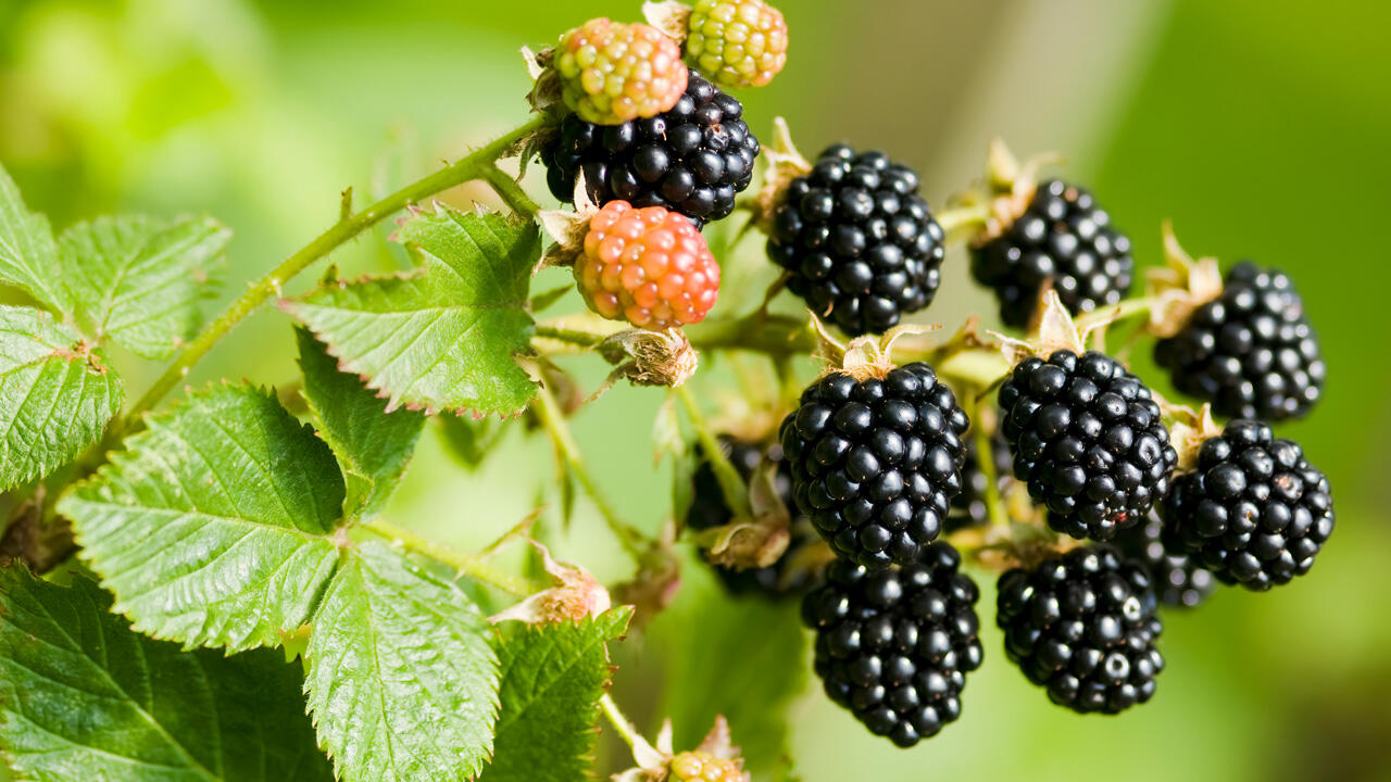Brombeeren erst pflücken, wenn sie reif sind. Reife Brombeeren sind schwarzblau. Brombeeren erst pflücken, wenn sie reif sind. Reife Brombeeren sind schwarzblau.