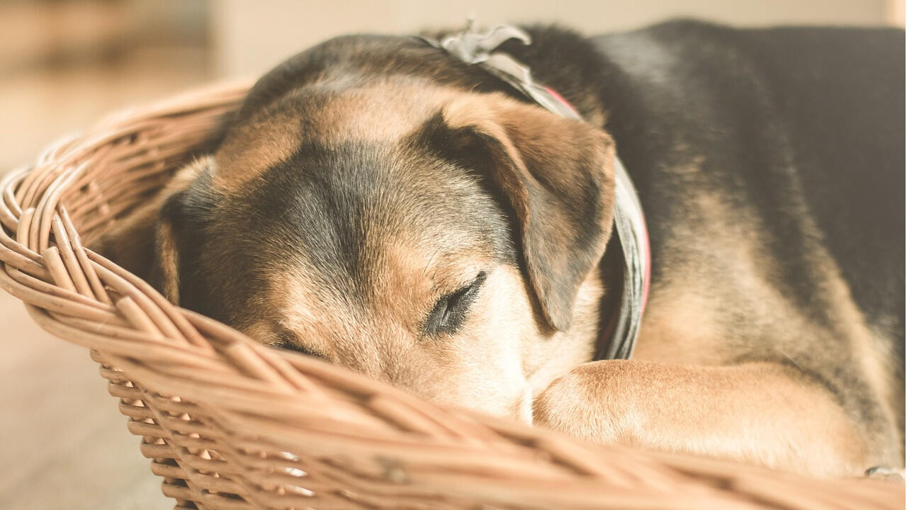 Im richtigen Körbchen kann Ihr Hund gut schlafen.