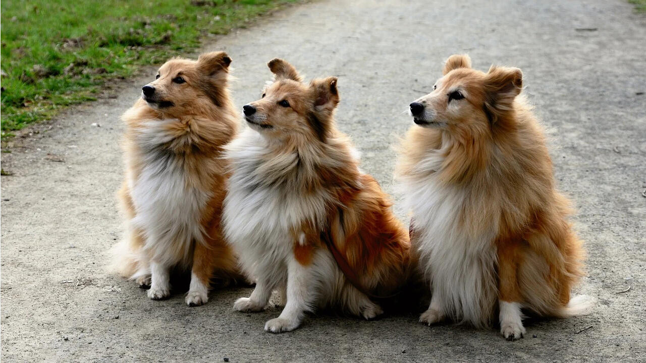 Mit einer aufrechten Haltung und aufgestellten Ohren sind Hunde sehr aufmerksam.