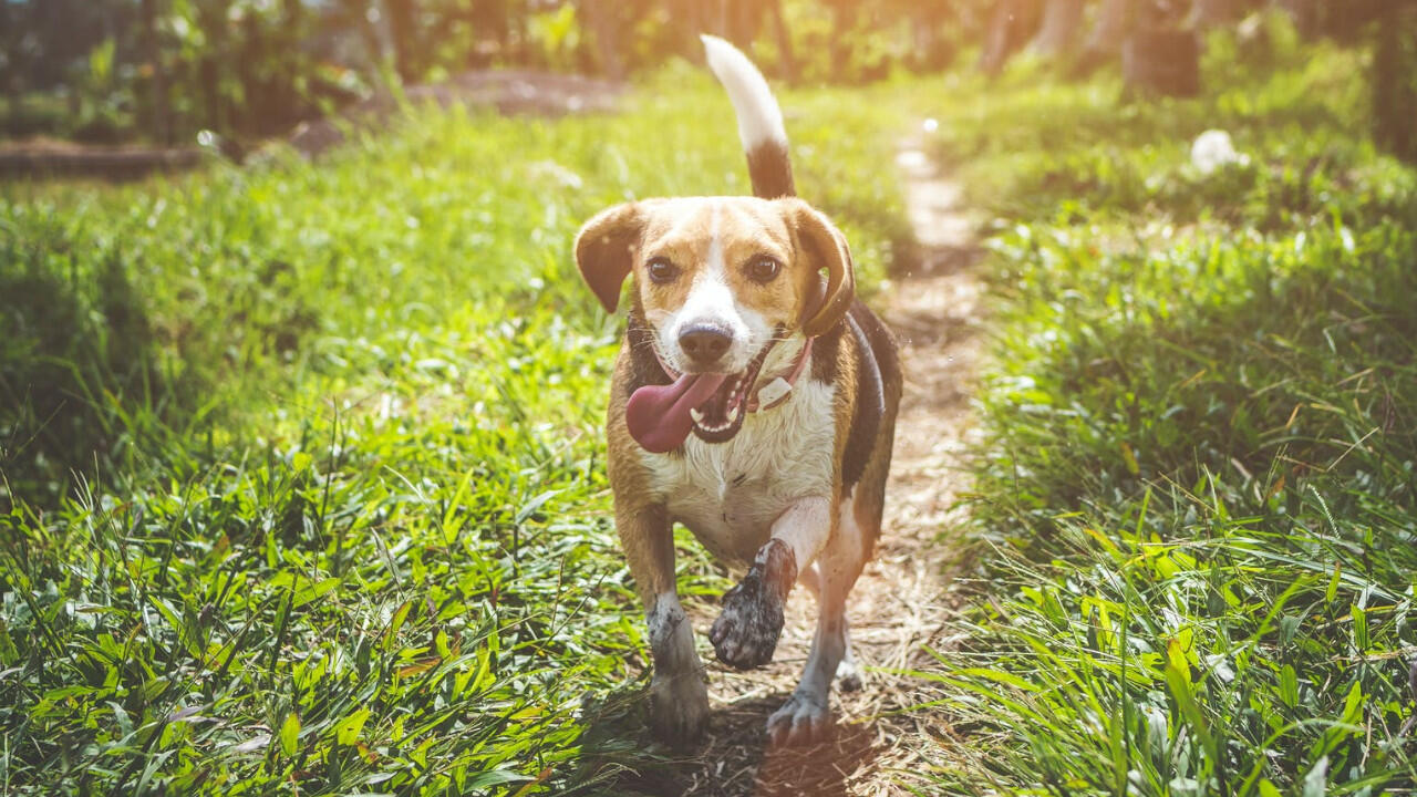 Da Hunde viel im Freien tollen, müssen die Hundepfoten regelmäßig kontrolliert werden. Da Hunde viel im Freien tollen, müssen die Hundepfoten regelmäßig kontrolliert werden.