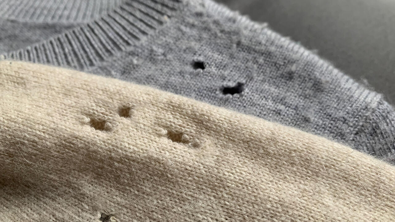 Schade um den schönen Pulli. Mottenlarven fressen sich durch Wolle und Seide, darin steckt Keratin. Schade um den schönen Pulli. Mottenlarven fressen sich durch Wolle und Seide, darin steckt Keratin.