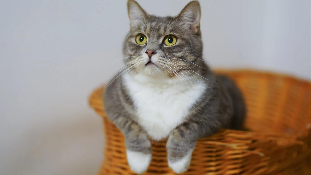 Mit großen Augen beobachtet die Katze aufmerksam ihre Umgebung. Mit großen Augen beobachtet die Katze aufmerksam ihre Umgebung.
