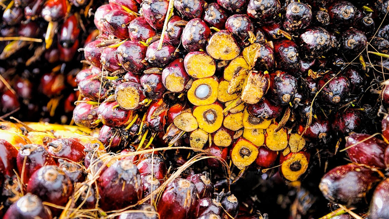 Aus den Früchten der Ölpalme wird Palmöl gewonnen