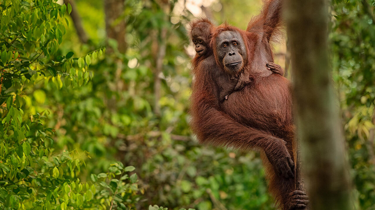 Orang-Utans sind durch die Ausbreitung von Palmöl-Plantagen bedroht
