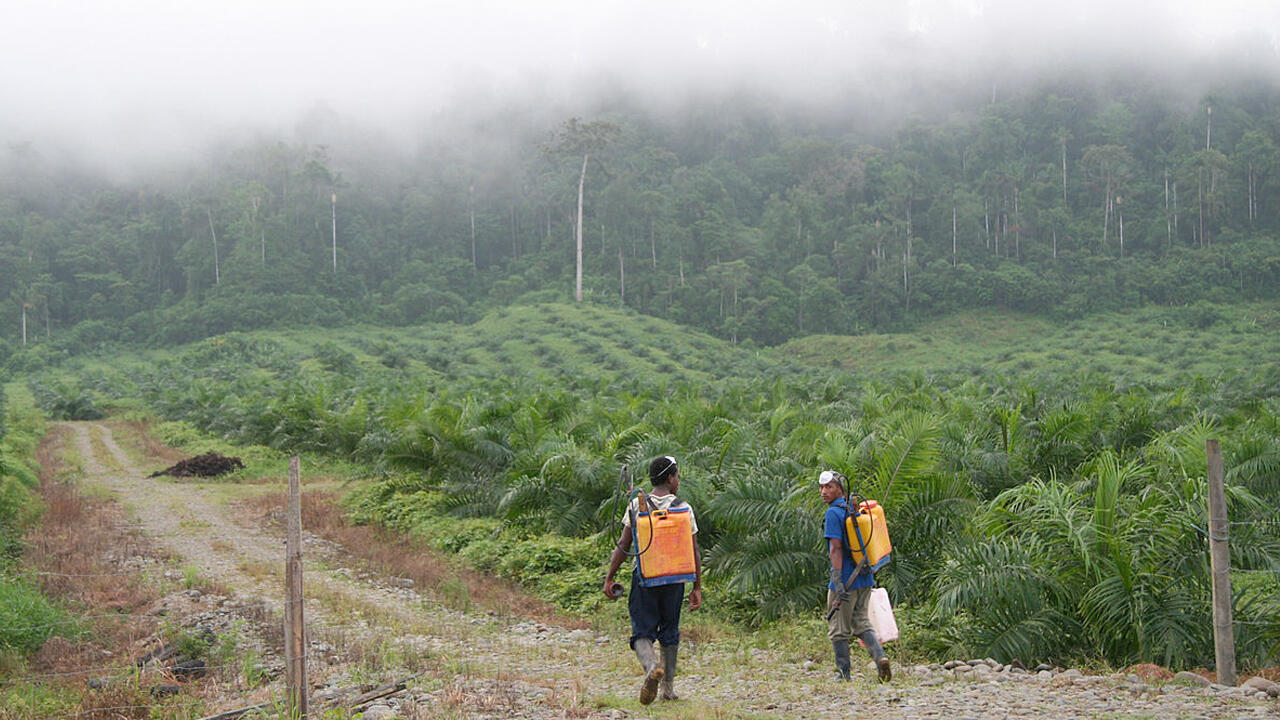 Pestizid-Einsatz auf einer Palmöl-Plantage