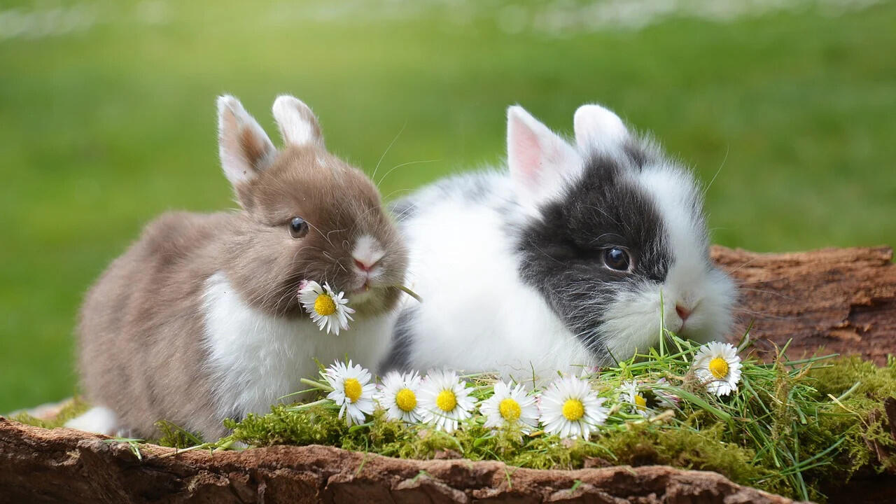 Kaninchen fressen gerne Heu, Grünfutter, Obst und Gemüse.