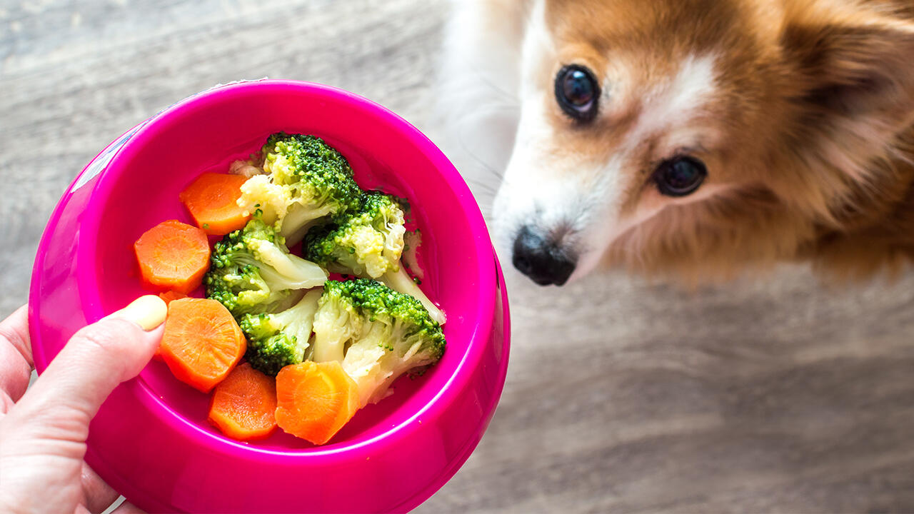 Hunde vegan ernähren: Hunde müssen nicht zwingend mit Fleisch gefüttert werden. Bei tragenden Hündinnen und Welpen wird aber von einer veganen Ernährung abgeraten.