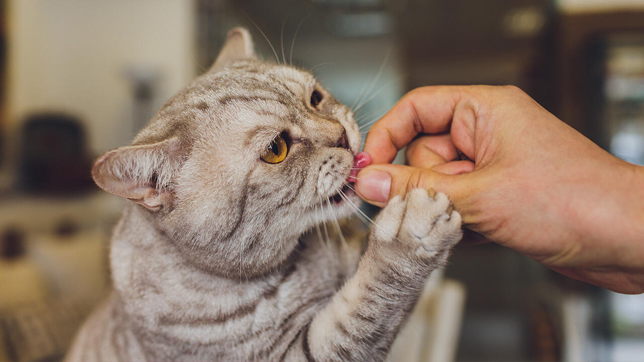 Katzen sind von Natur aus Fleischfresser und sollten auch entsprechend gefüttert werden.