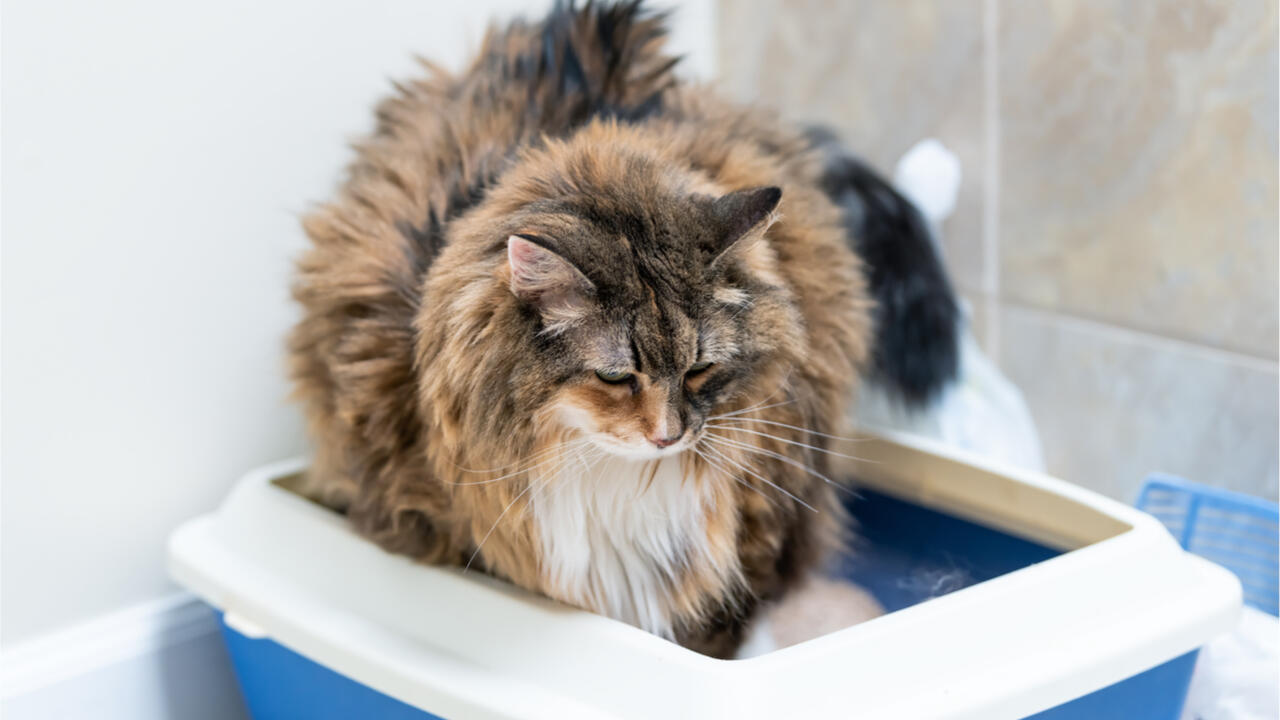 Besonders bei einem offenen Katzenklo besteht die Gefahr, dass auch die Umgebung der Toilette hin und wieder in Mitleidenschaft gezogen wird.