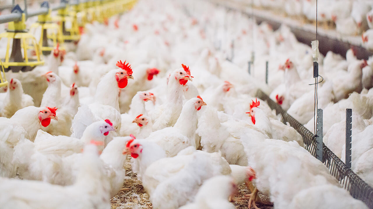 Für die Chicken-Nugget-Produktion werden die Hänchen auf engstem Raum gehalten.