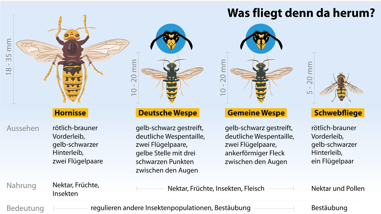 Hornissen sind deutlich größer als ihre Verwandten. Hornissen sind deutlich größer als ihre Verwandten.