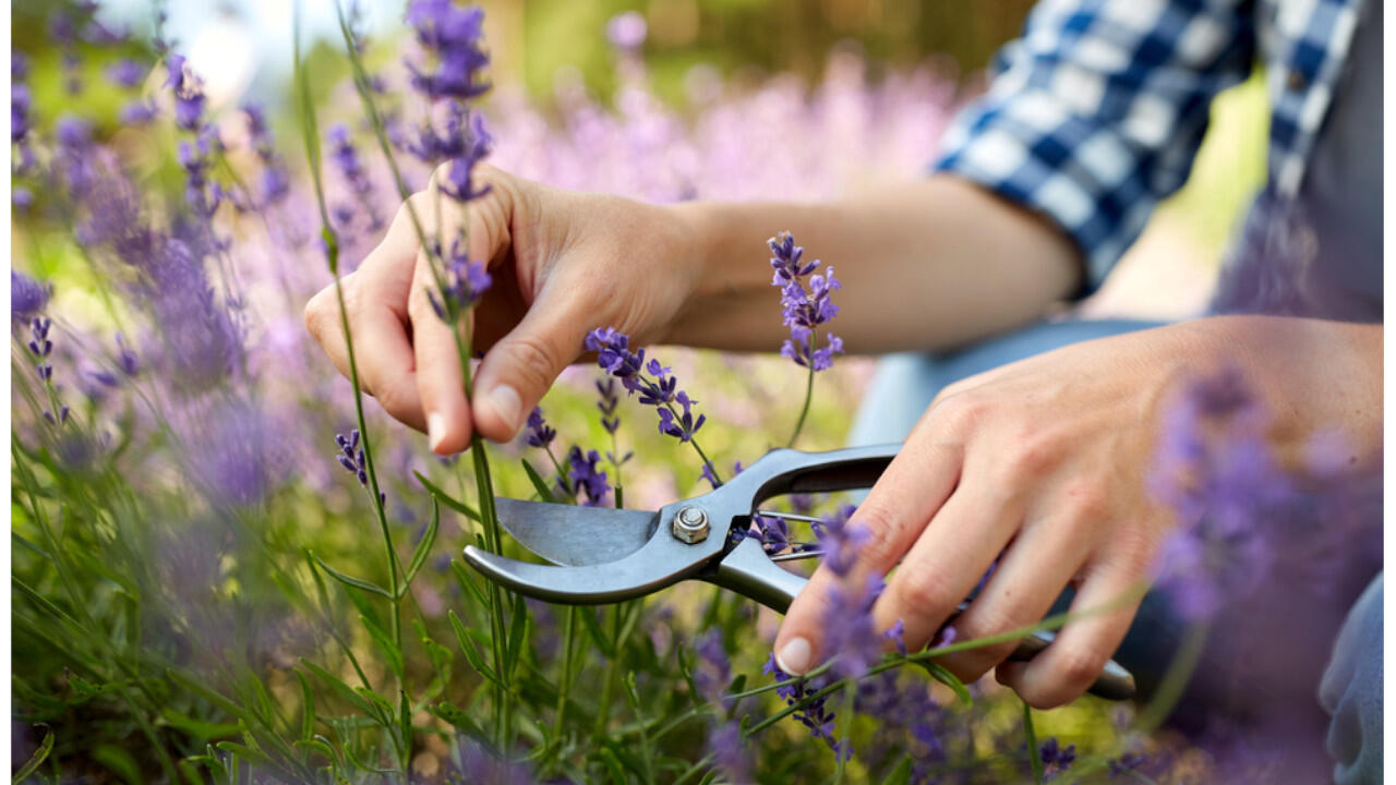 Im Frühjahr schneiden Sie etwa zwei Drittel, im Spätsommer ein Drittel Ihres Lavendel ab.