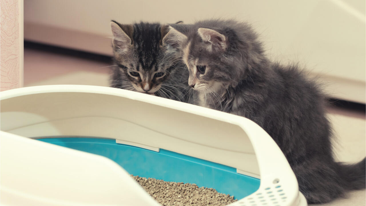 Da schaut aber jemand skeptisch! Manchmal kann es etwas dauern, bis der Besuch des ungewohnten Katzenklos reibungslos funktioniert.