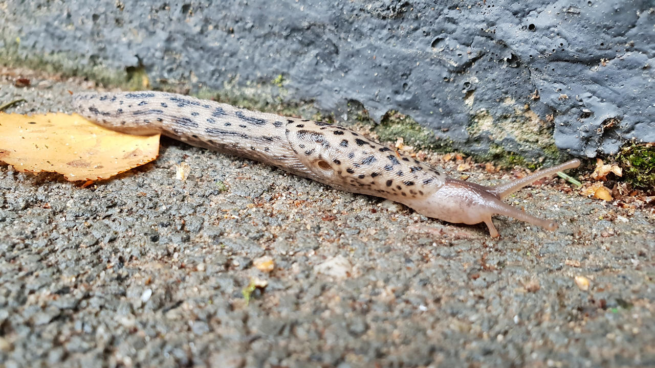 Der Tigerschnegel wird 15 bis 20 cm groß und trägt ein auffälliges Leopardenmuster.